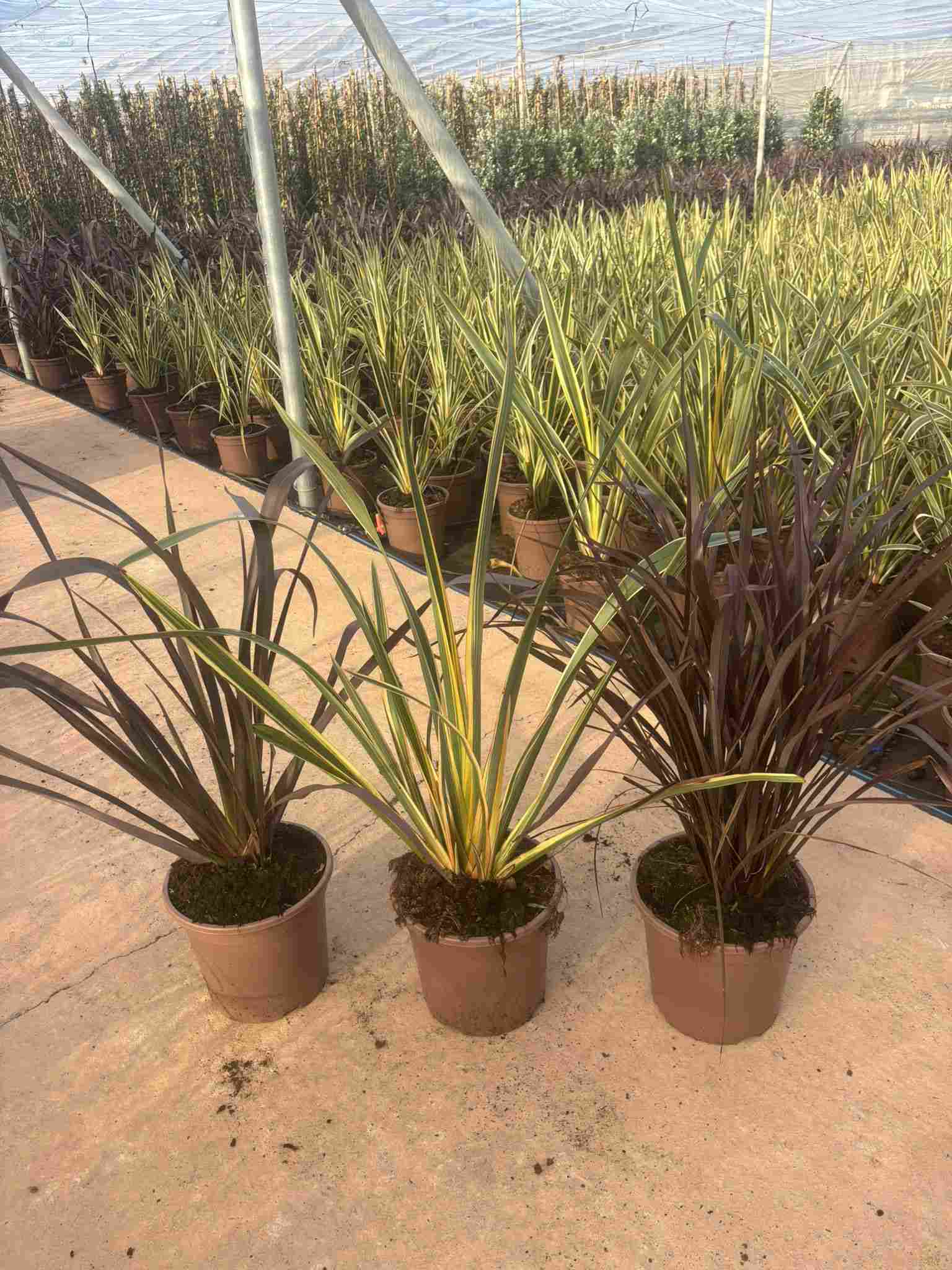 PHORMIUM MIX C 27